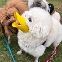 アヒルさんに変身♪