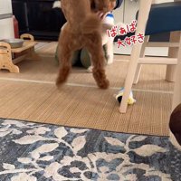 愛が止まらない2匹♡