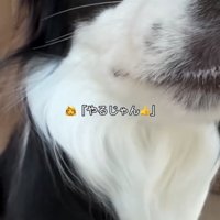 どアップの犬