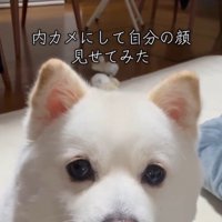 ベラちゃんが自分の姿を見た時の反応2