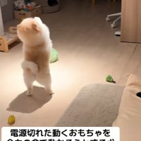 動かなくなったおもちゃを前に…