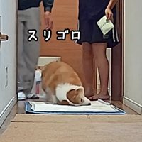 マットに体を擦り付ける犬