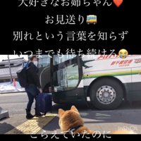 人を見つめる犬