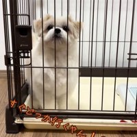 ゲージの中で待つ小型犬