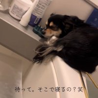 気持ち良さそうにウトウト…♪
