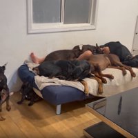 たくさんのわんこ3