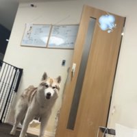 呆然とするハスキー