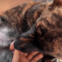 飼い主さんの手を舐めるトシくん