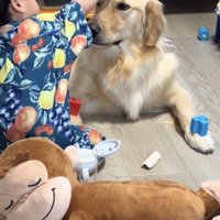 頭におもちゃを乗せられる犬