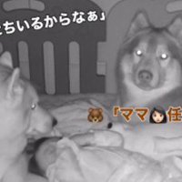 兄犬が寝かしつけてる！！