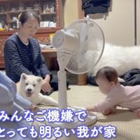 赤ちゃんたちのそばでカメラ目線の2匹の犬