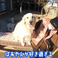 おばあちゃんにベッタリ