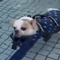 目を細めて浮かぶ犬