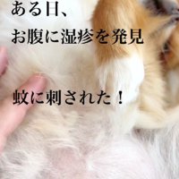 虫刺されがある！？