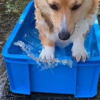 プールから出るぷりんちゃん