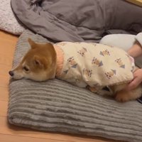 犬を寝床に誘ったら…