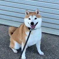 飼い主を笑顔で見つめる犬