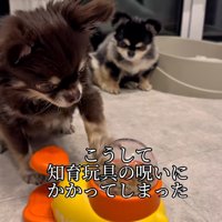知育玩具にハマったこげまる君