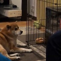 暖を取りながら見守るこじろー君2