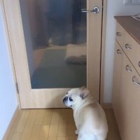 おばあちゃんを見つけたエルモくん5