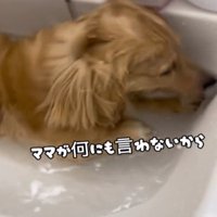 洗面所で水に入る犬2