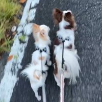 道路を歩く2匹の犬