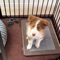 熱視線を送るアンディ君