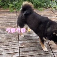 おやつを見つけて食べる柴犬