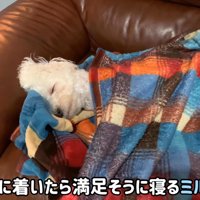 帰宅後、ミルクくんは熟睡