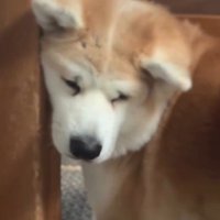 ドアの間に体を差し込む犬