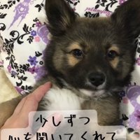 寝転ぶ犬