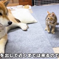 ちょっぴり気になる…