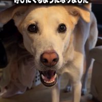 カメラ目線の犬