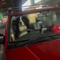 愛犬が運転席に！！