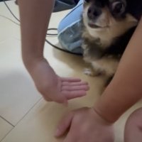 お手を求められる小型犬