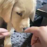 顔のそばで待機する子犬