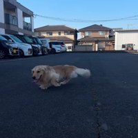 前に進む大型犬