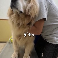人に抱えられる犬