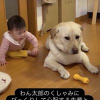 「どうしたの…？」