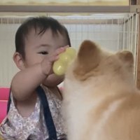 犬におもちゃを見せる子ども