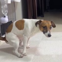 部屋の中で中腰になる犬