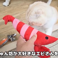 4匹からのプレゼントのようです♪