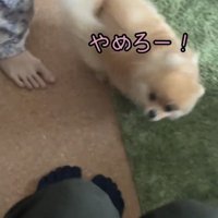 素早く駆け寄る犬