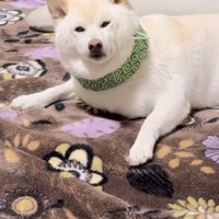 ムッとする柴犬