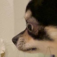 被疑者