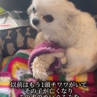ぬいぐるみを抱き抱える犬