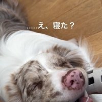 寝てしまったRALくん