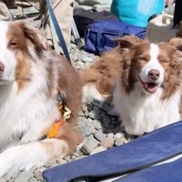 河原に座るオーストラリアンシェパードとボーダーコリー