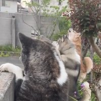 並んで見上げる犬たち
