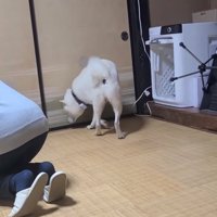 部屋の隅の匂いを確かめるように嗅ぐ犬
